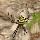 Araignée Argriope.