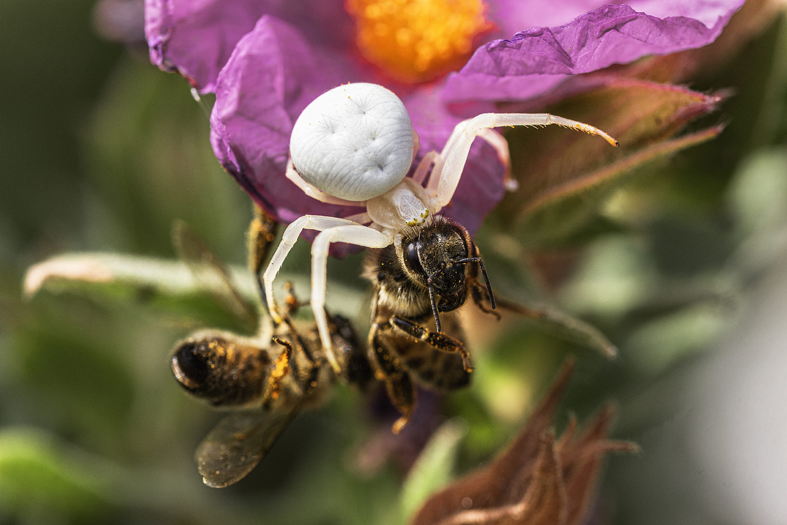 araignée blanche