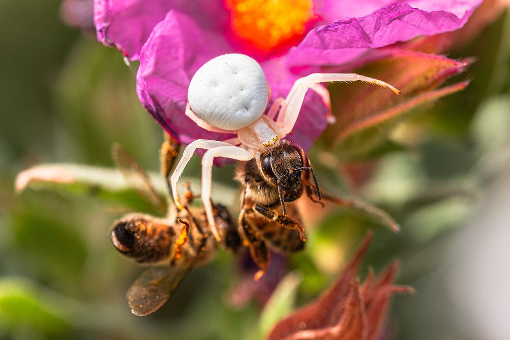 araignée blanche photo et image animaux, animaux sauvages, jardins Images