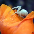 Araignée blanche...