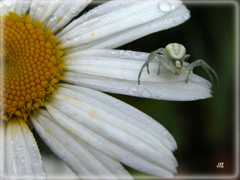 araignée blanche