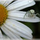 araignée blanche