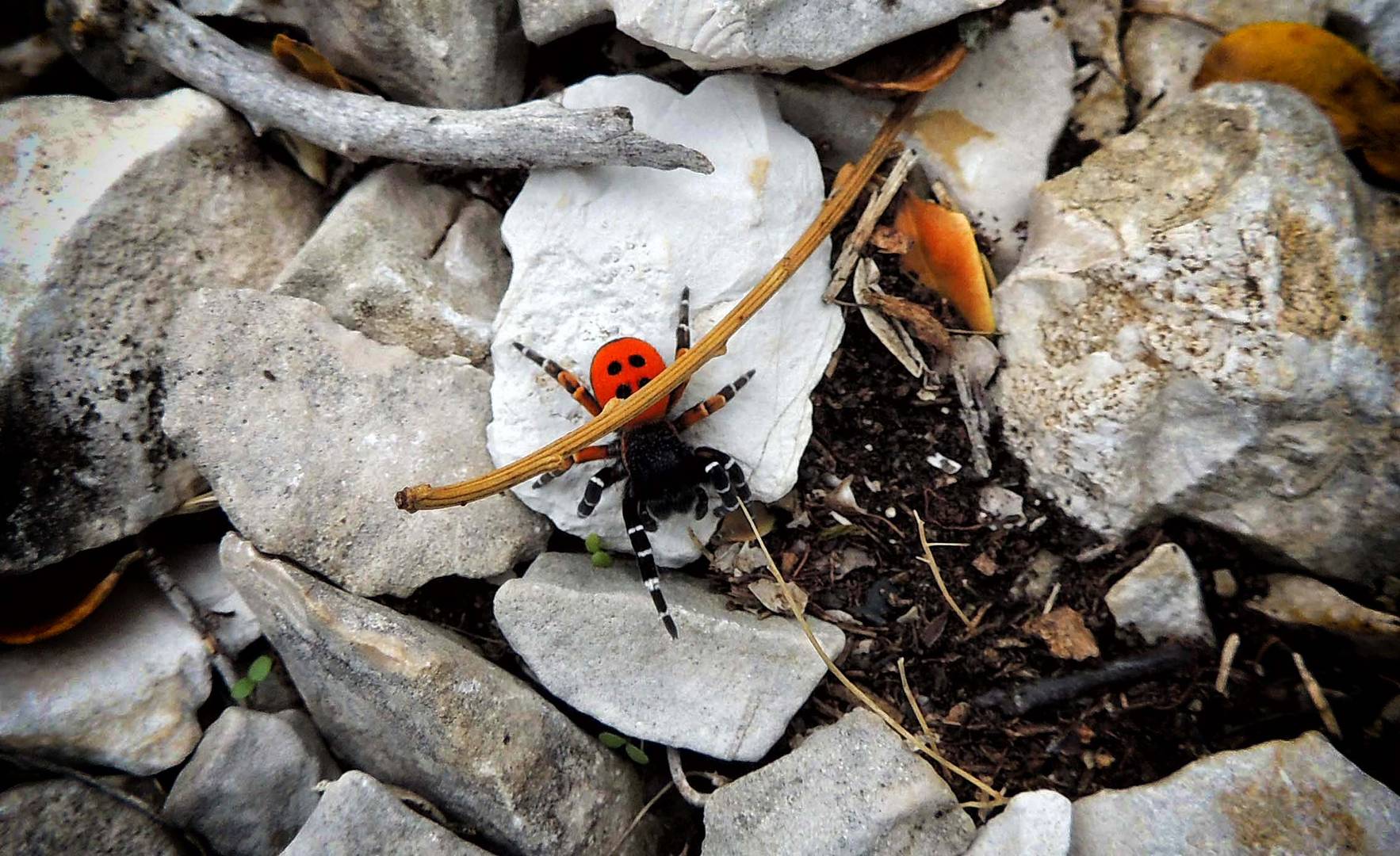 Araignée coccinelle mâle Eresus Kollari