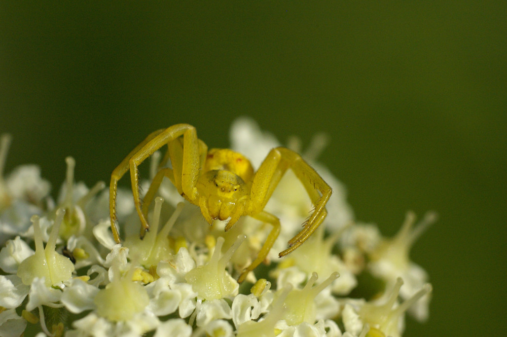 araigneé courge(araniella cucurbitina)