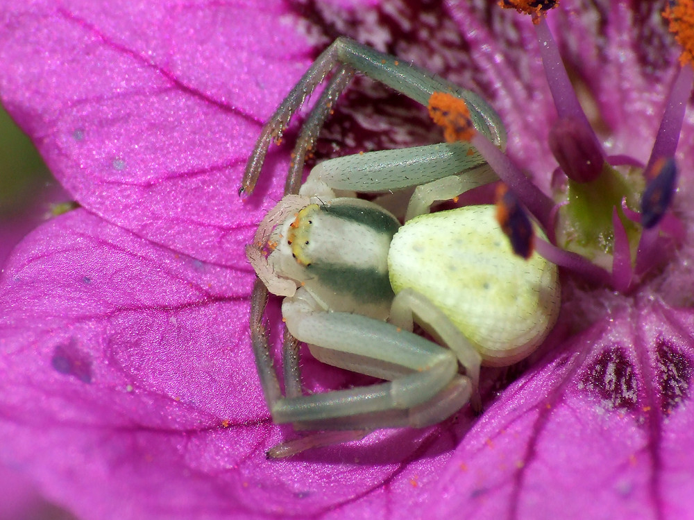 Araignée crabe