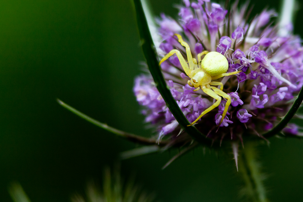 Araignée crabe