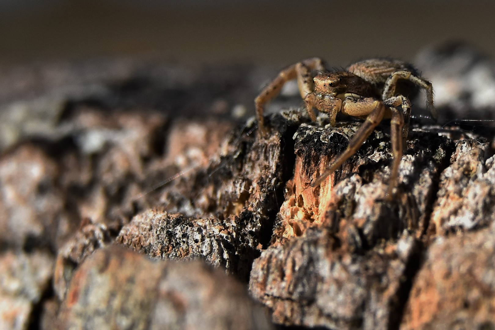 araignée crabe