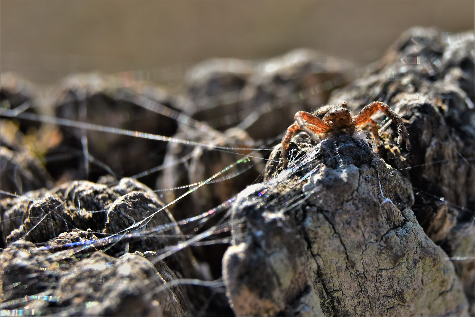 araignée crabe