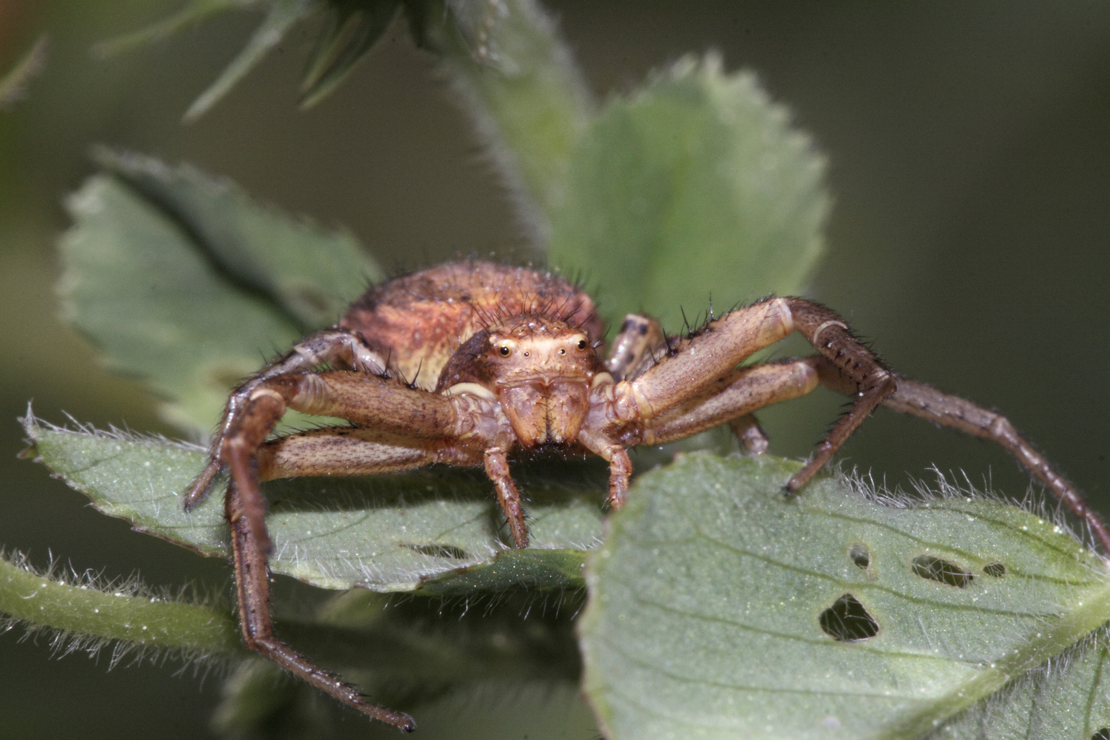 araignée crabe