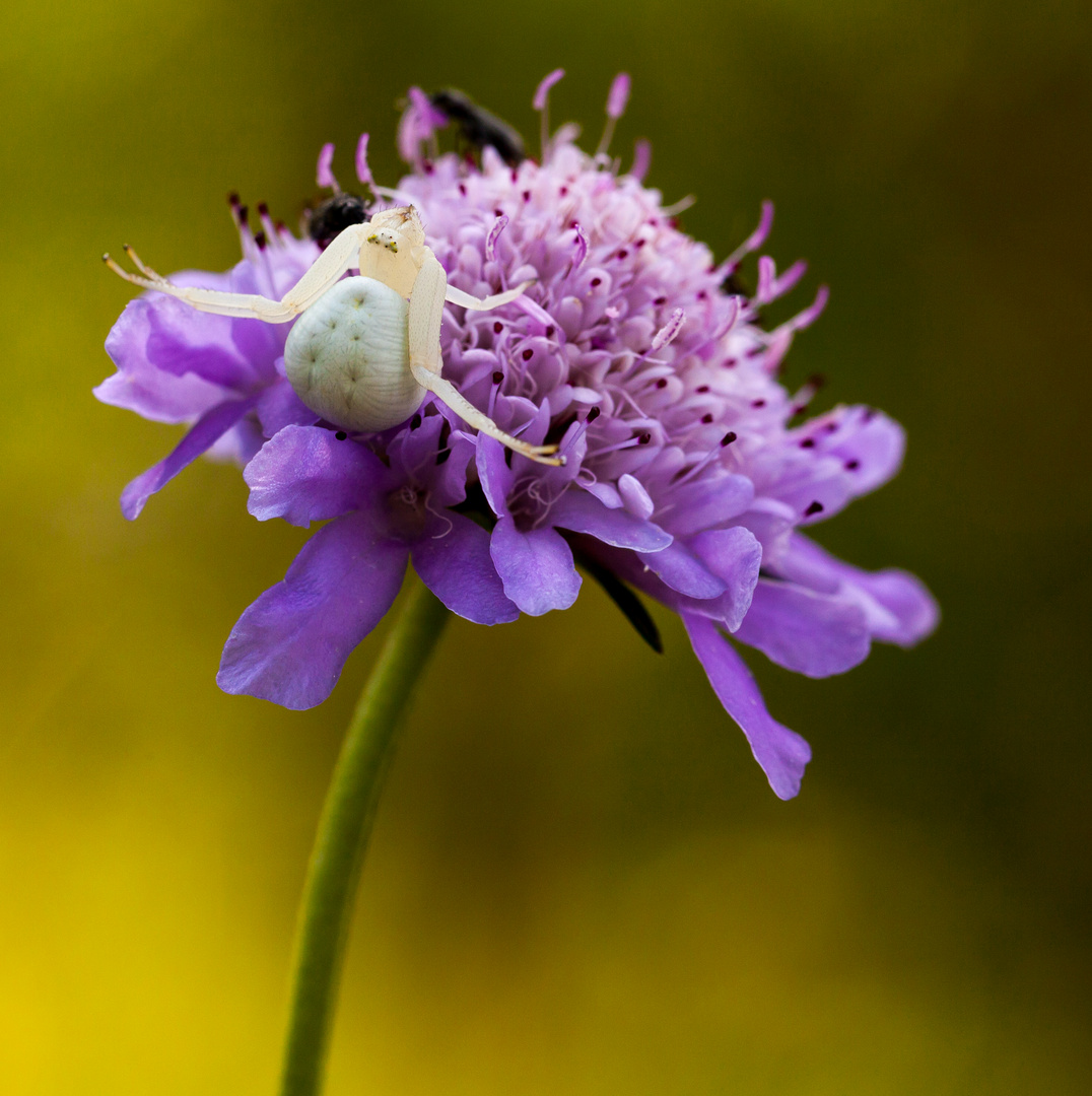 araignée crabe