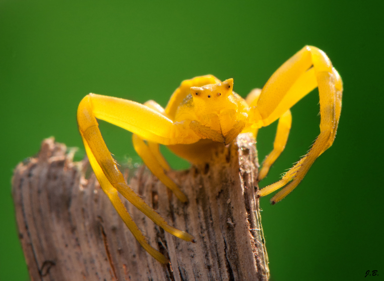 Araignée crabe