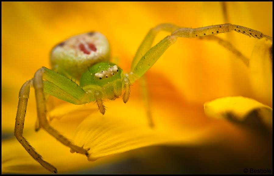 Araignée crabe (Diaea Dorsata)