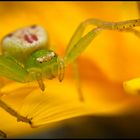 Araignée crabe (Diaea Dorsata)