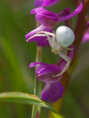 Araignée crabe en balade dans un orchis bouffon.