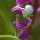 Araignée crabe en balade dans un orchis bouffon.