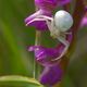 Araigne crabe en balade dans un orchis bouffon.