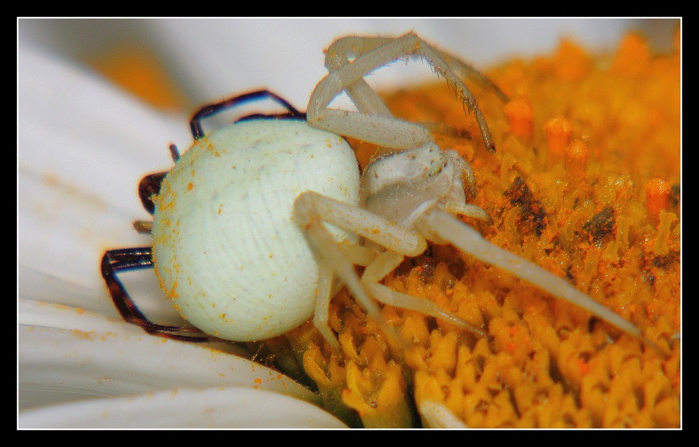 "Araignée crabe en chasse " ( tomise )
