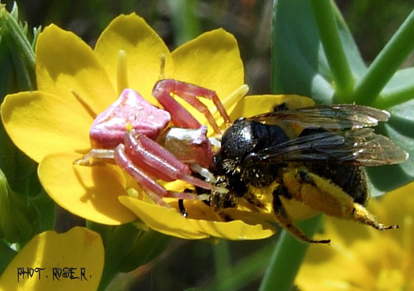 Araignée crabe et l'abeille