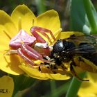 Araignée crabe et l'abeille