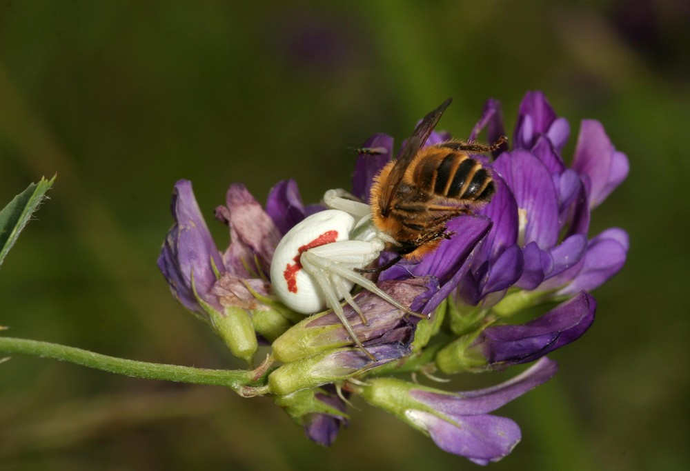 Araignée crabe et sa proie (une abeille mellifère)