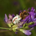 Araignée crabe et sa proie (une abeille mellifère)