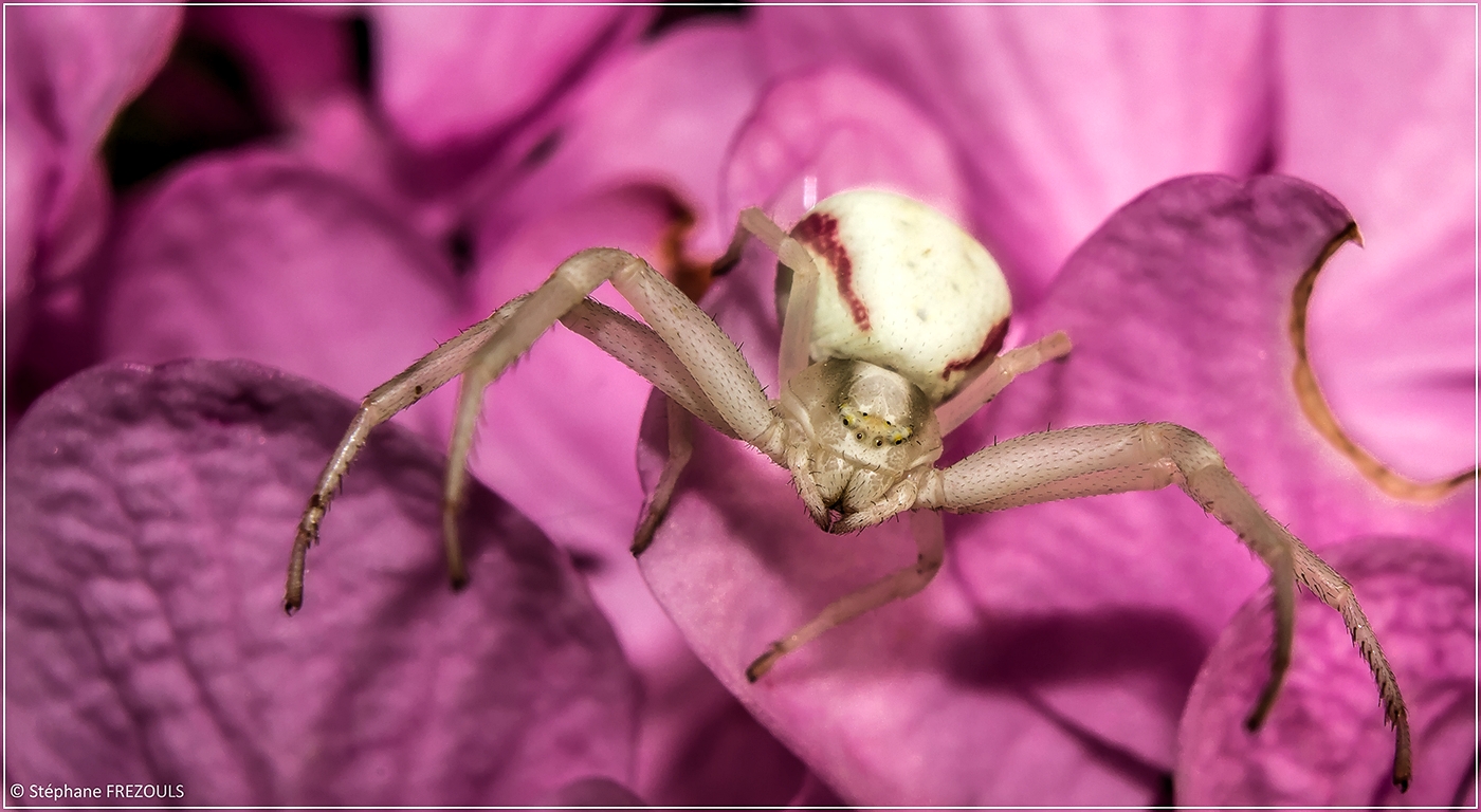 Araignée Crabe