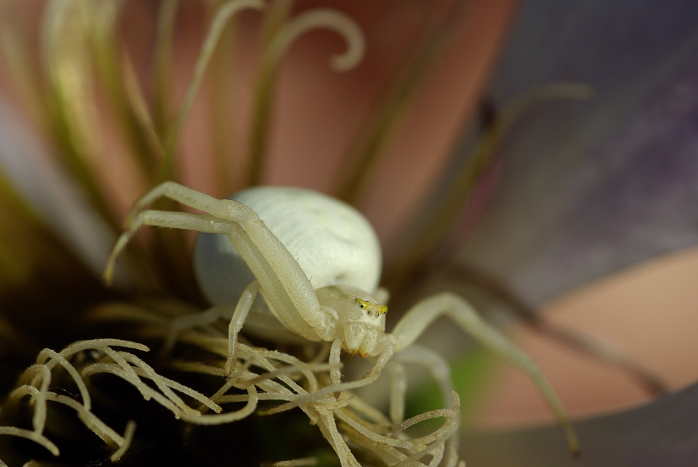 Araignée crabe sur clématite