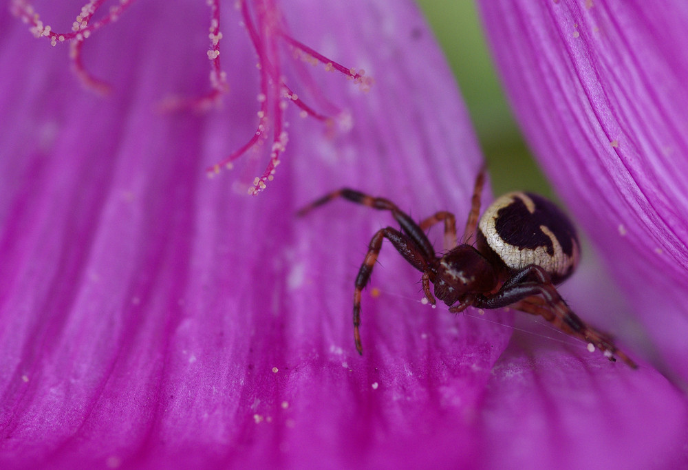 Araignée crabe sur lavataire