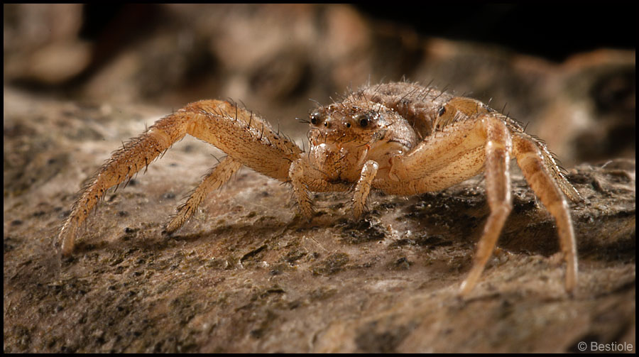 Araignée crabe (Xysticus)