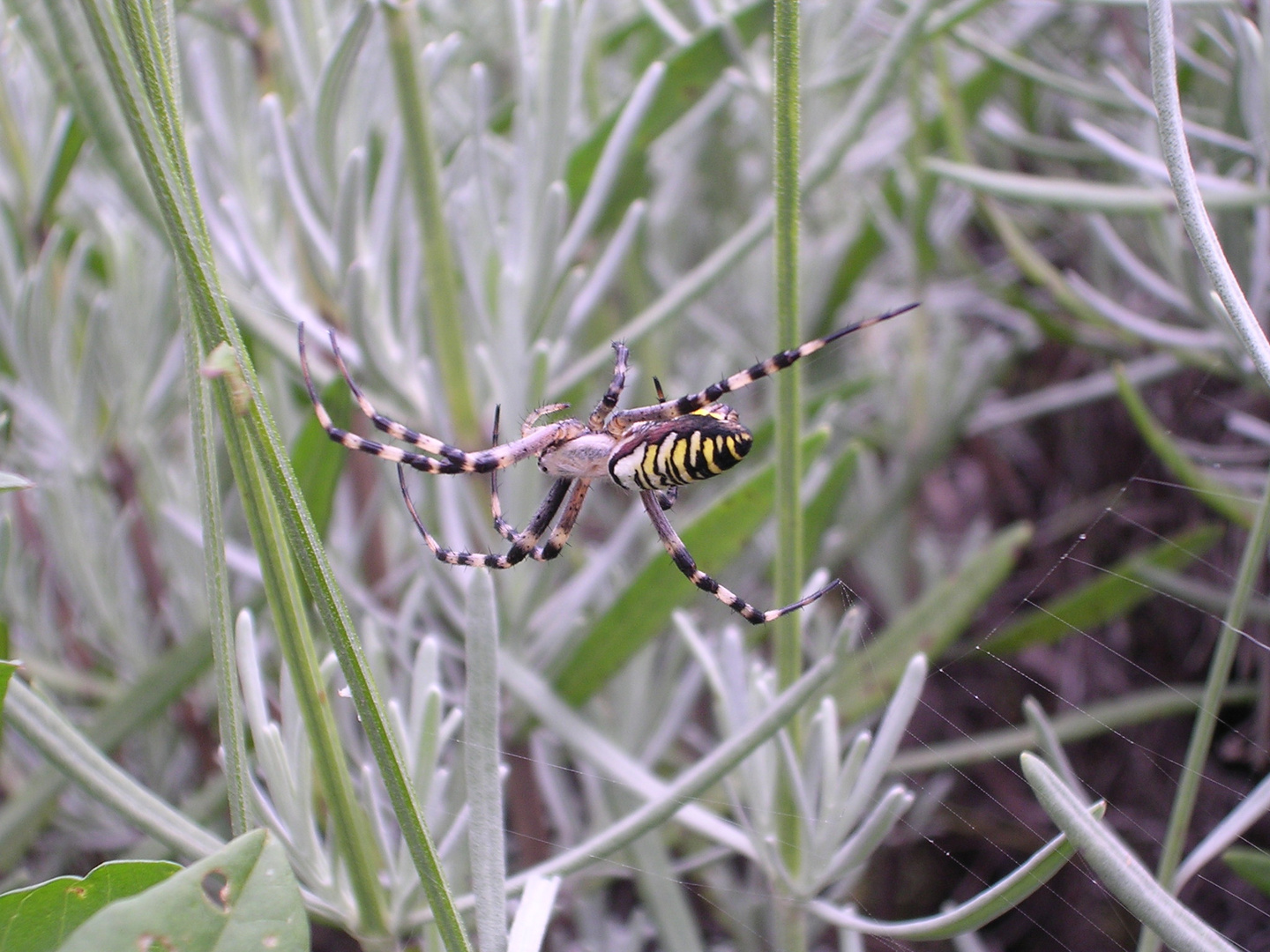 Araignée