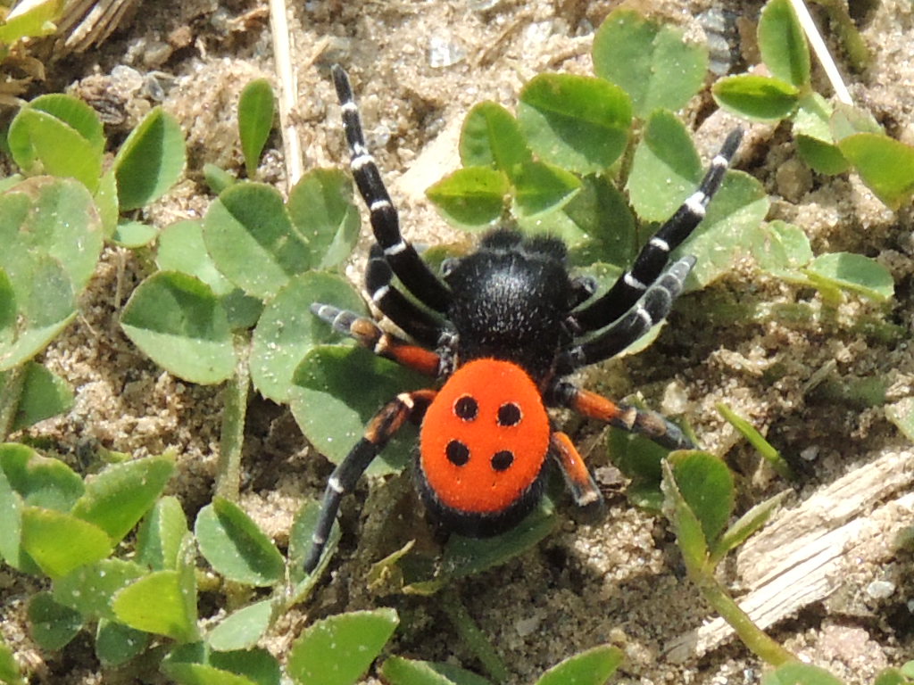 Araignée dans le parc national des Cévennes