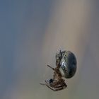 Araignée dans les roseaux de la réserve du Bagnas (Agde)