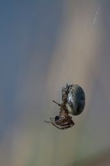 Araignée dans les roseaux de la réserve du Bagnas (Agde)