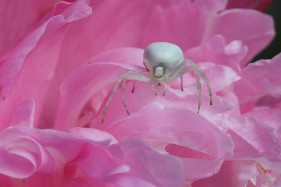 Araignée de fleur