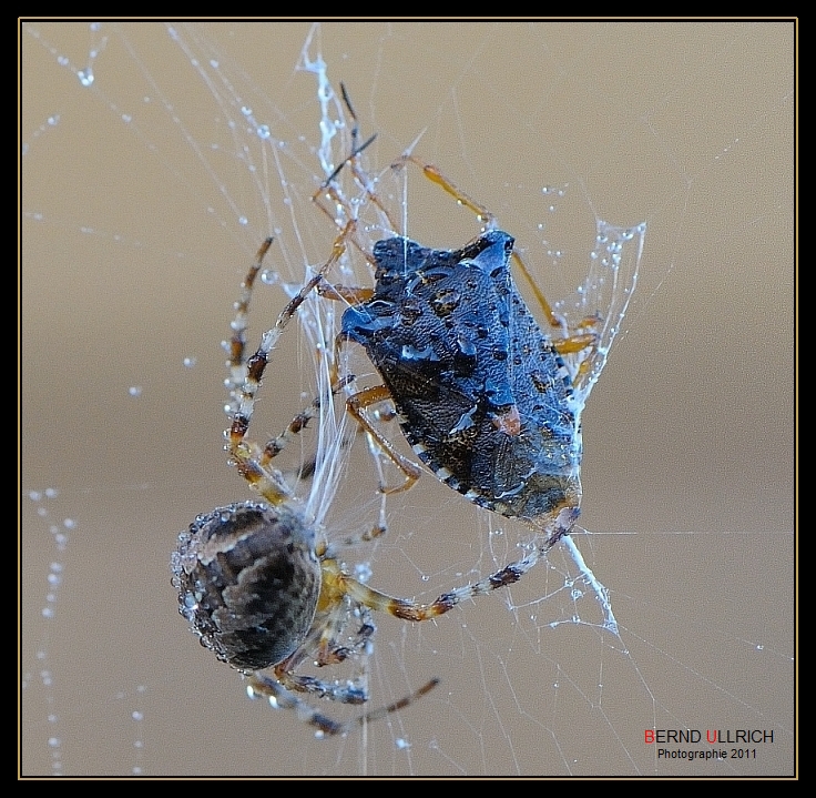 Araignée de la Croix (Araneus) 2