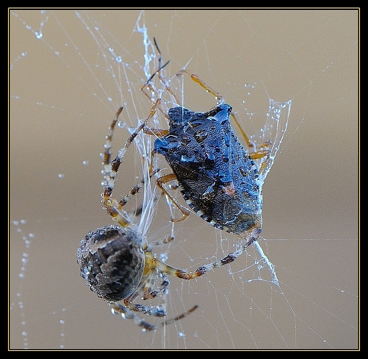 Araignée de la Croix (Araneus)