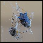 Araignée de la Croix (Araneus)