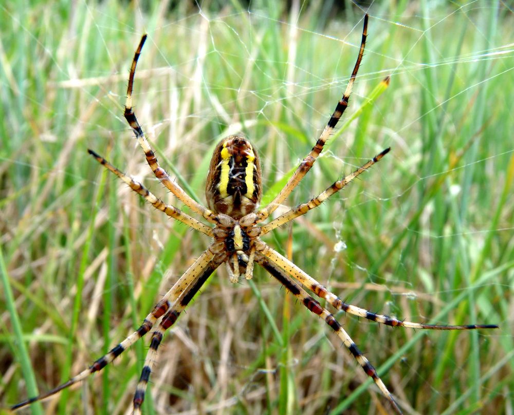 Araignée des prés, photo et image