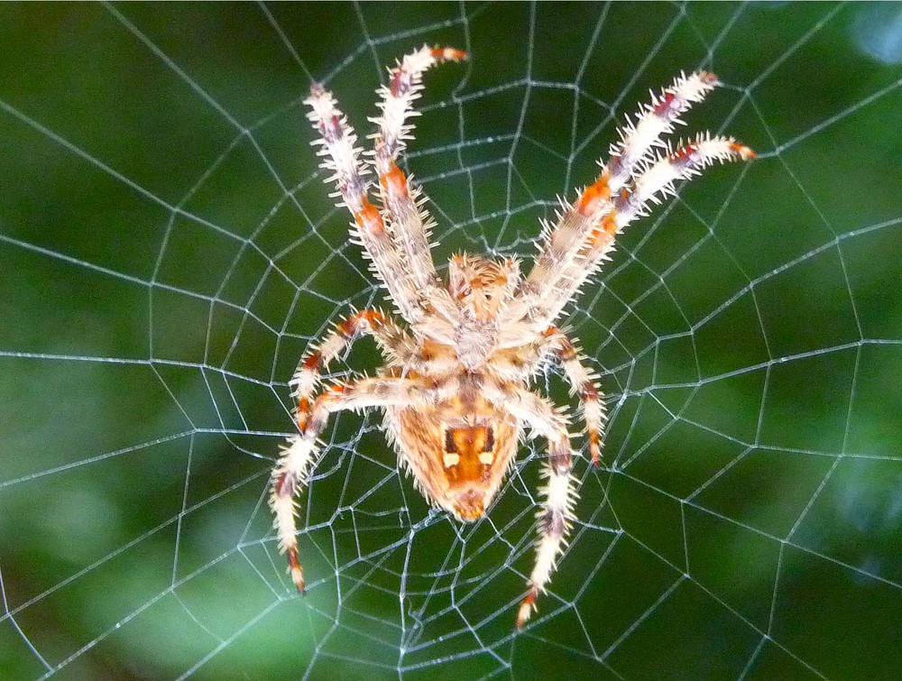 araignée du jardin, le matin, chagrin