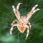 araignée du jardin, le matin, chagrin