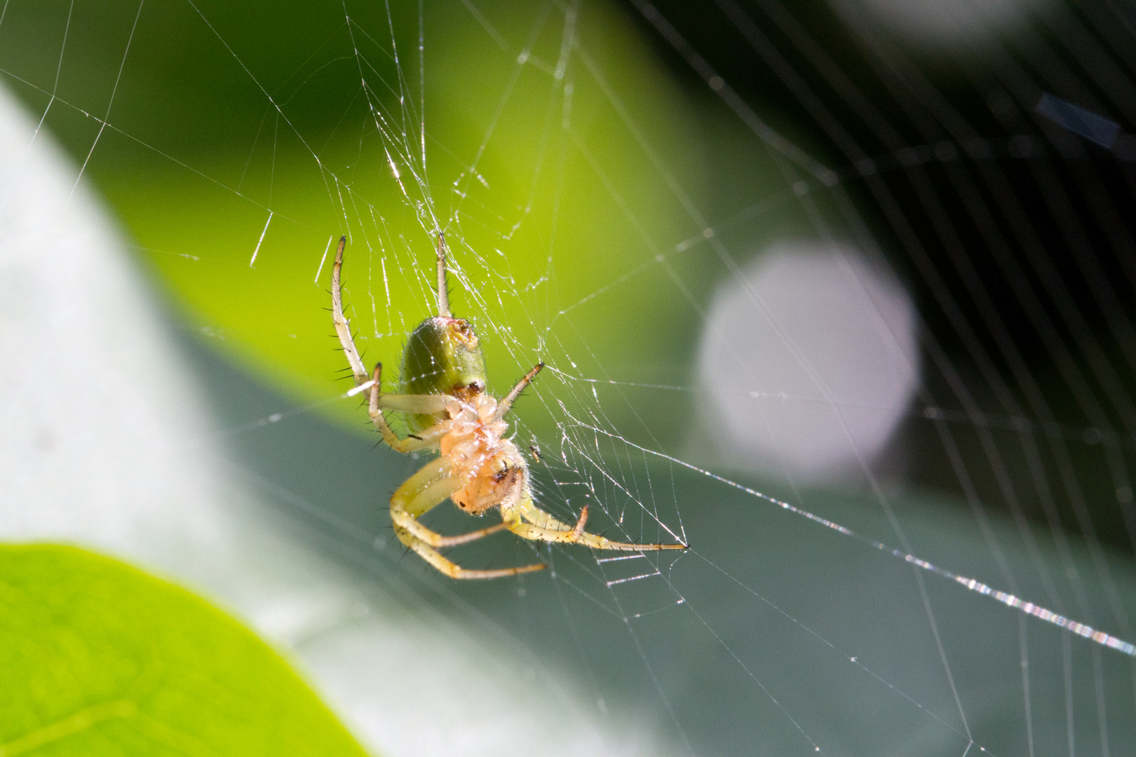 Araignée du matin