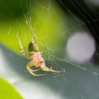 Araignée du matin