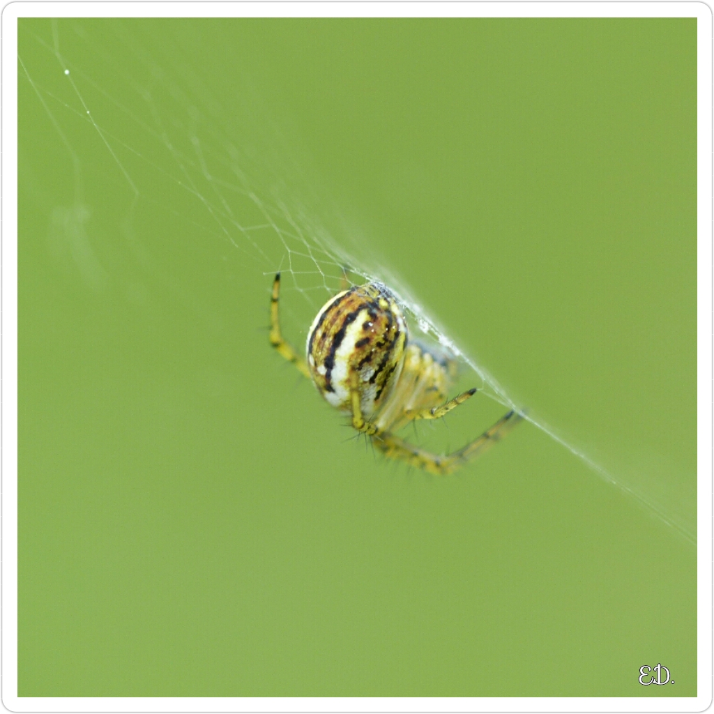 Araignée du matin 