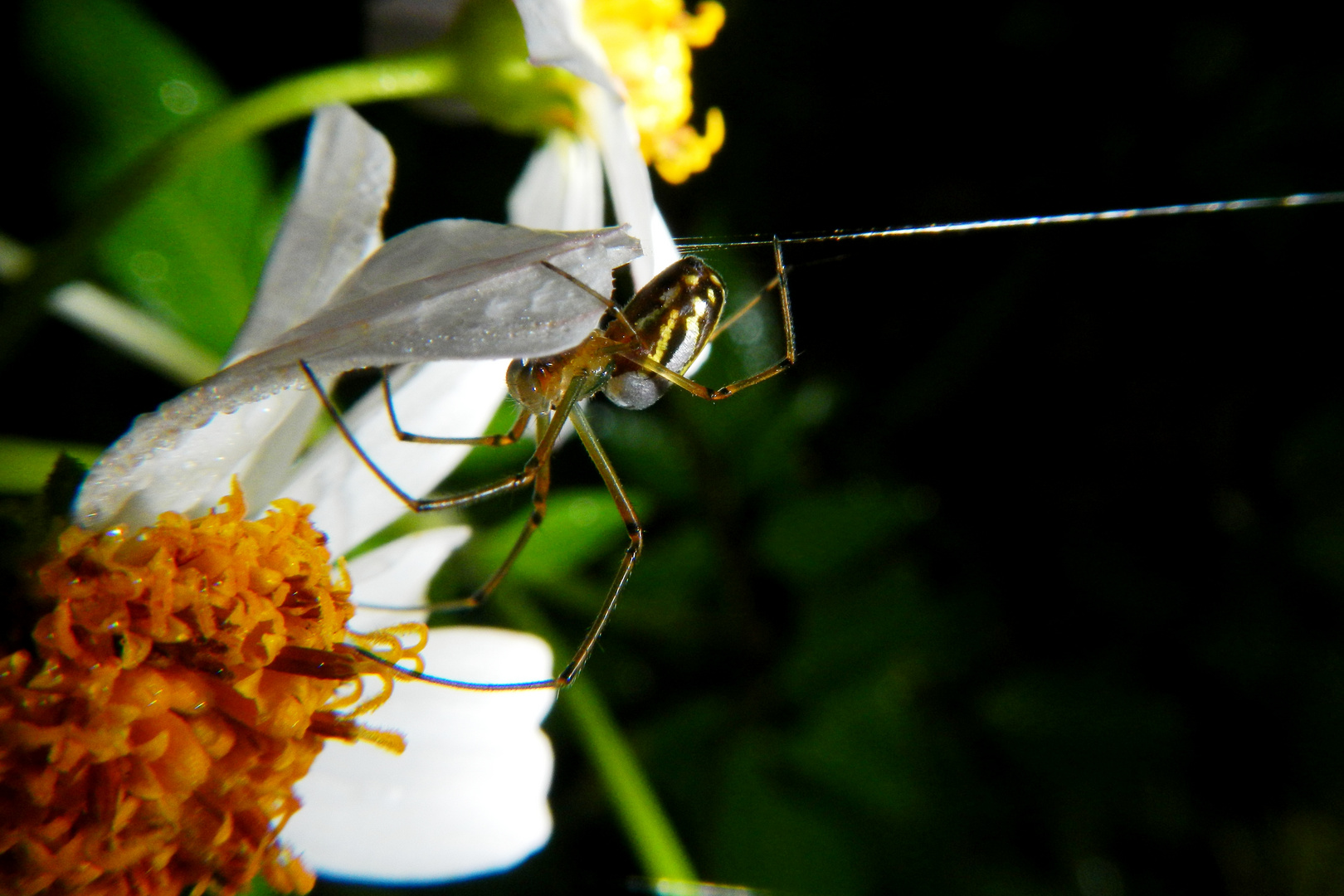 araignée du matin et la rosée du lever du jour