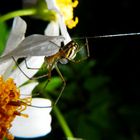 araignée du matin et la rosée du lever du jour