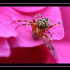 Araignée du soir