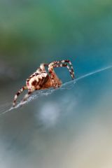 Araignée du soir....