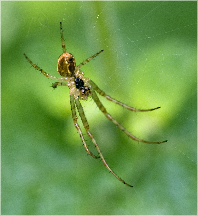 Araignée du soir...