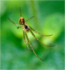 Araignée du soir...