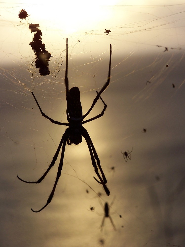 Araignée du soir